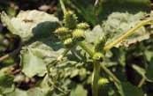 도깨비가지 Solanum carolinense L.