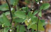 DMZ 의외래식물 DMZ 의외래식물 051 미국까마중 Solanum