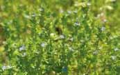 국내분포서울 밀양 제주도 077 서양톱풀 Achillea millefolium