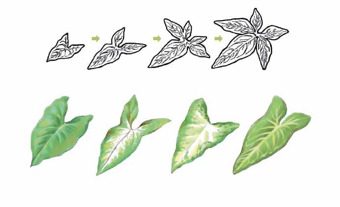 형태적특성 종종천남성과의필로덴드론과혼돈는경우가있는데싱고니움의잎은흰색또는은색무늬가있는것이특징이다. 다른품종에서는볼수없는싱고니움의가장두드러지는특징은가늘고긴화살촉모양의어린잎이성장함에따라잎가장자리가 3~5갈래로갈라져창또는별모양으로형태가변한다는것이다. 따라서창또는별모양의잎들과화살촉모양의잎들을한식물에서함께볼수있다.