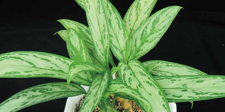 07 아글라오네마 영명 : Chinese evergreen 학명 : Aglaonema crispum 공기정화효과 포름알데히드제거량 자일렌제거량 음이온발생량 1.56 mg m -3 h -1 m -2 leaf area 17.