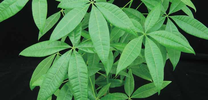 15 파키라 영명 : Guiana chestnut, money tree 학명 : Pachira aqnatica Aubl. 공기정화효과 포름알데히드제거량 자일렌제거량 음이온발생량 0.80 mg m -3 h -1 m -2 leaf area 최 대습도증가량 4.