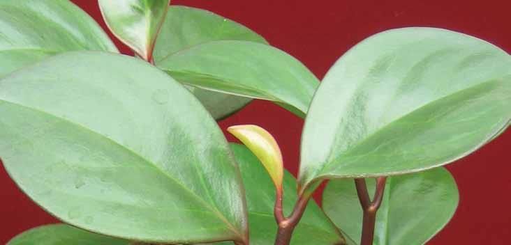16 페페로미아 영명 : Peperomia 학명 : Peperomia 공기정화효과 포름알데히드제거량 자일렌제거량 1.88 mg m -3 h -1 m -2 leaf area 13.