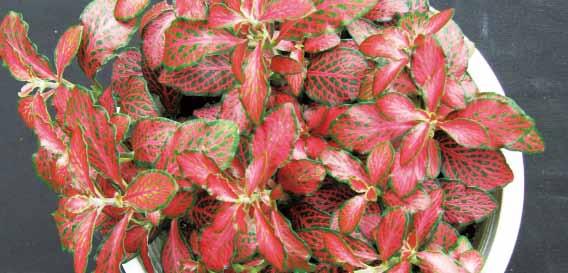 17 피토니아 영명 : Mosaic Plant 학명 : Fittonia verschaffeltii 공기정화효과 톨루엔제거량 음이온발생량 23.7 μg m -3 h -1 m -2 leaf area 616 개 /ml 최 최 대습도증가량 이산화탄소감소량 최 최 27.1 % 14.