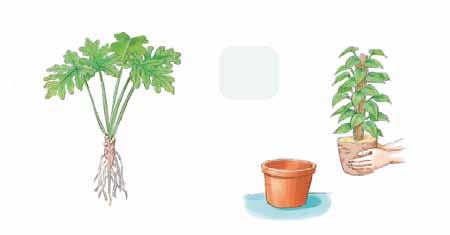 공기정화효과에따른생활공간배치추천 : 거실등 공기정화효과가두드려지게좋은식물은아니지만, 가정에서기르는식물에서는간크기식물로잎이넓고포름알데히드제거능이우수여거실이좋다. 그러나어느공간에놓아도잘어울리는식물이다. 식물학적특성 분류 : 천남성과 원산지 : 남아메리카 일반적특징관목형태로자라는필로덴드론속가운데필로덴드론셀륨이가장있기가있고실내재배용으로도제일적합다.