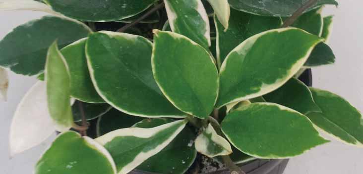 19 호야 영명 : Wax plant, honey plant 학명 : Hoya carnosa Variegata 공기정화효과 포름알데히드제거량 자일렌제거량 리모닌성분의함량 0.74 mg m -3 h -1 m -2 leaf area 41.0 μg m -3 h -1 m -2 leaf area 6.