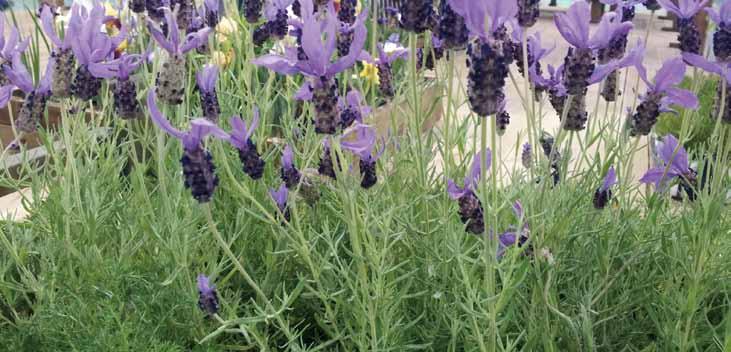 01 라벤더 영명 : Lavender 학명 : Lavandula species 공기정화효과 포름알데히드제거량 4.