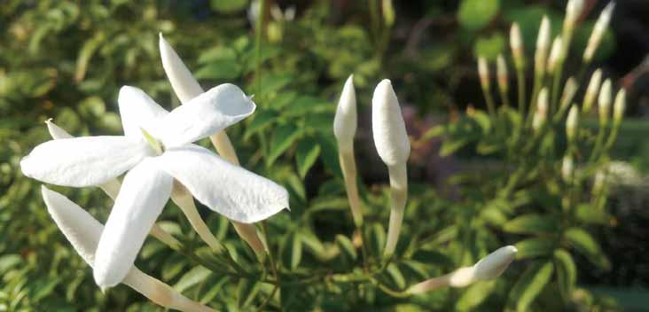 05 자스민 폴리안섬 영명 : Jasminum polyanthum 학명 : Pink Jasmine, White Jasmine 공기정화효과 포름알데히드제거량 1.