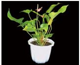 일산화탄소제거능력이우수한실내식물? 식물몇개를어떻게놓아야공기정화효과가있나요?