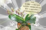 식물학적특성 분류 : 난초과 원산지 : 한국, 일본 일반적특징 우리나라남해안을심으로도서지방이나제주도에자생는난이다.