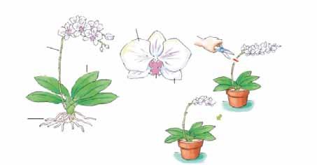 식물학적특성 분류 : 난과 원산지 : 인도동부, 동남아시아, 인도네시아, 필리핀, 호주북부, 뉴기니 일반적특징 실내에팔레놉시스꽃이피어있으면이국적인분위기를자아내며삭막한겨울철에따뜻한봄의숨결을느끼게한다. 호접란 이라는이름으로많이알려져있는이식물은일년내내꽃이피어있도록유도할수있으며난을처음기르는사람들도쉽게키울수있다.