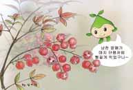 식물학적특성 분류 : 매자나무과 원산지 : 한국, 일본, 국, 인도 일반적특징 우리나라자생식물이고록성이여서추운겨울철에도잎이지지않고잘자란다.