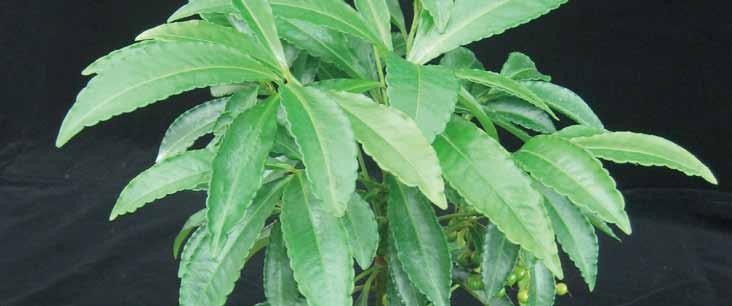 05 백량금 영명 : Coralberry 학명 : Ardisia crenata 공기정화효과 포름알데히드제거량 톨루엔제거량 2.92 mg m -3 h -1 m -2 leaf area 5.