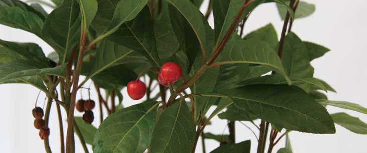 07 자금우 영명 : Marberry 학명 : Ardisia japonica 공기정화효과 톨루엔제거량 음이온발생량 최 최 27.8 μg m -3 h -1 m -2 leaf area 501 개 /ml 대습도증가량 이산화탄소감소량 14.2 % 54.