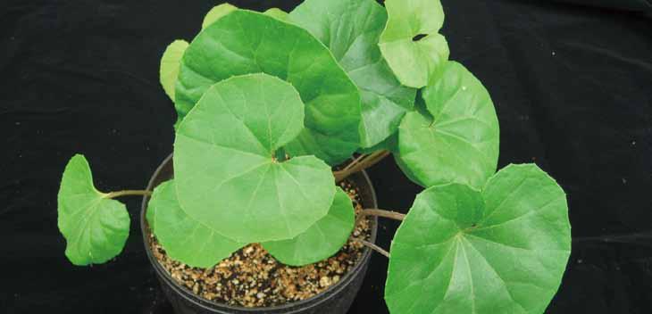 08 털머위 영명 : Mosaic Plant 학명 : Fittonia verschaffeltii 공기정화효과 톨루엔제거량 음이온발생량 11.3 μg m -3 h -1 m -2 leaf area 397 개 /ml 최 최 대습도증가량 이산화탄소감소량 최 최 31.4 % 79.