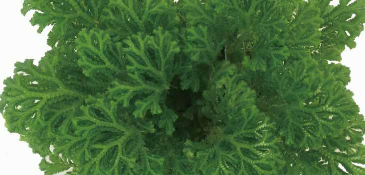 09 부처손 ( 바위손 ) 학명 : Selaginella martensii Watsoniana 공기정화효과 포름알데히드제거량 9.