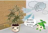 공기정화효과에따른생활공간배치추천 : 거실 포름알데히드제거량이가장우수며음이온발생량도좋은식물이다.