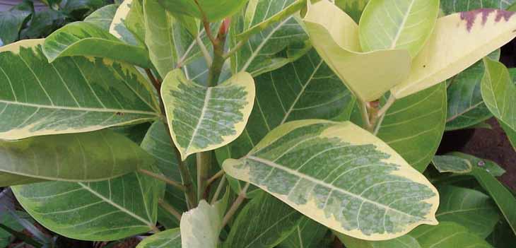 05 벵갈고무나무 영명 : Bengal fig 학명 : Ficus banghalensis 공기정화효과 자일렌제거량 음이온발생량 12.