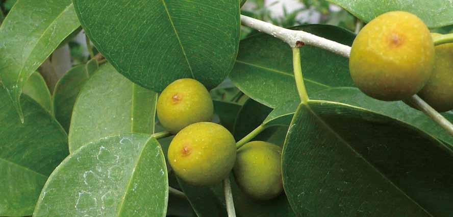 06 벤자민고무나무 영명 : Weeping fig 학명 : Ficus benjamina 공기정화효과 포름알데히드제거량 자일렌제거량 1.10 5.