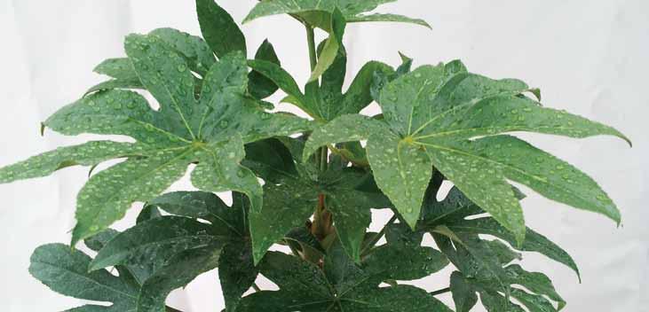 08 팔손이나무 영명 : japanese aralia 학명 : Fatsia japonica 공기정화효과 포름알데히드제거량 자일렌제거량 1.00 mg m -3 h -1 m -2 leaf area 14.