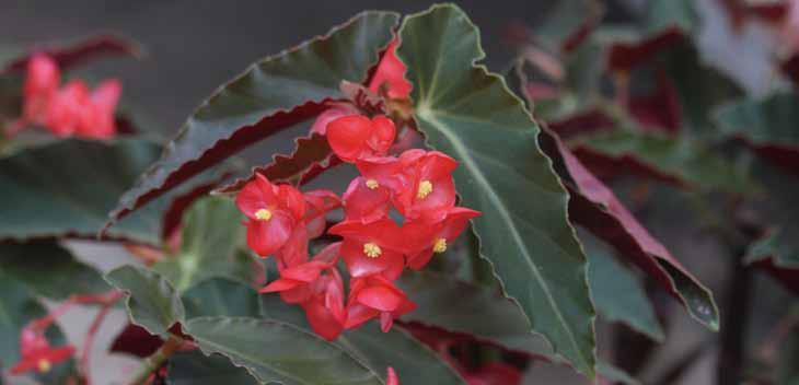 02 베고니아 영명 : Begonia 학명 : Begonia spp. 공기정화효과 음이온발생량 대습도증가량 이산화탄소감소량 최 최 최 334 개 /ml 29.6 % 61.