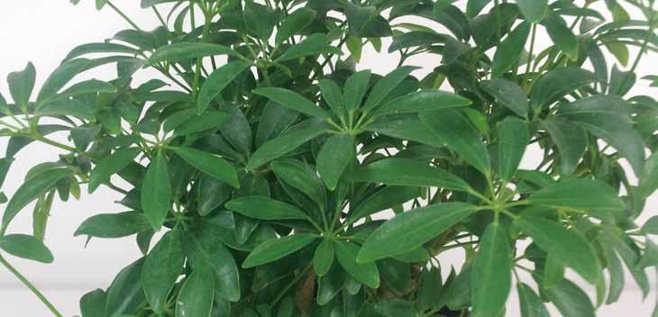 03 쉐프렐라 홍콩 영명 : Schefflera 학명 : Schefflera arboricola 공기정화효과 포름알데히드제거량 자일렌제거량 음이온발생량 0.58 9.8 450 mg m -3 h -1 m -2 leaf area μg m -3 h -1 m -2 leaf area 개 /ml 최 최 최 대습도증가량 리모닌성분의함량 (ppb) 일산화탄소제거량 24.