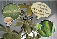 형태적특성쉐프렐라의긴줄기들에는약 30cm 길이의광택있는잎들이 7~16 개정도달려있다. 이렇게줄기에방사모양으로달린잎들이마치우산의골격처럼보여서 umbrella tree( 우산나무 ) 라는별명을얻게되었다.