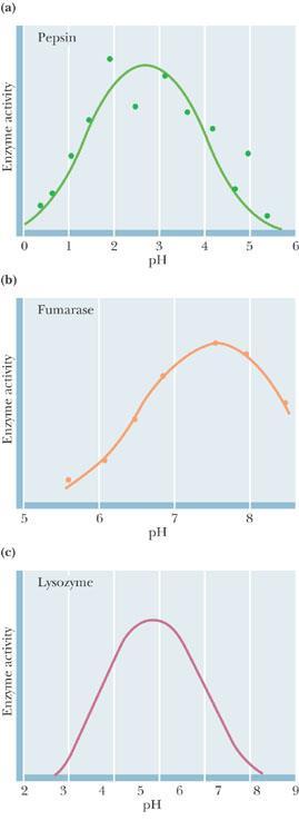 ph versus enzymatic activity. The activity of enzymes is very sensitive to ph. The ph optimum of an enzyme is one of its most important characteristics.