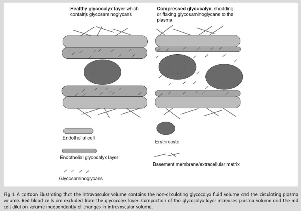 나성원 : Fluid Balance and Outcome: More Fluid or Early Vasopressor April 25 (Fri) 체도치료성적에좋지않은영향을미칠수있다. 1 수액투여과다가각장기에미칠수있는영향은다음과같다.