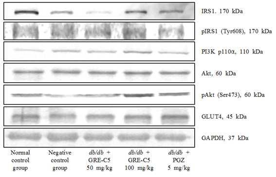 mg/kg,, (Fig. 4-11). (C5) 2 C57BLKS/J-db/db IRS1/PI3K pathway, Akt GLUT4,. Fig. 4-6.