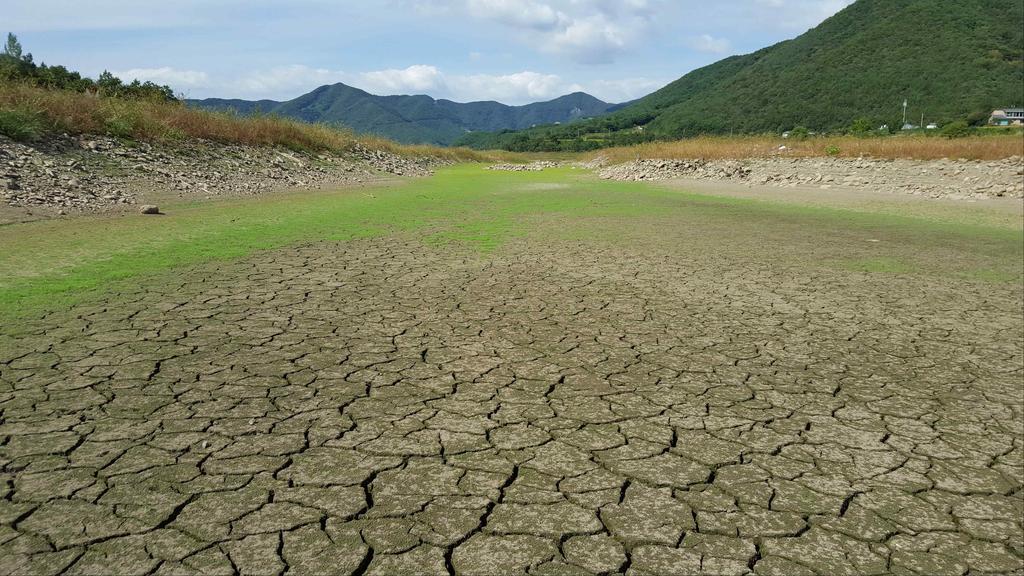 가뭄상황 년 기준 보령댐 강수량은 44%), 48 저수율은 25%( 예년의 예년의
