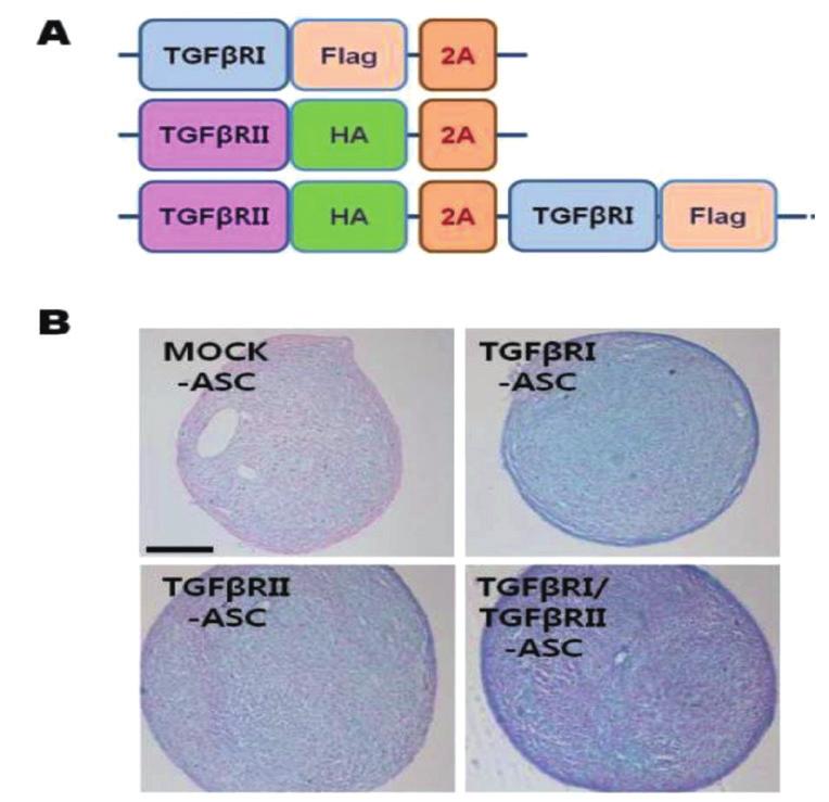 molecular and cellular Biology Newsletter 3. 중간엽줄기세포의표준화모델 2. TGF-β 수용체의 co-delivery 에의한연골분화능증진 (Reprinted from Kang et al.