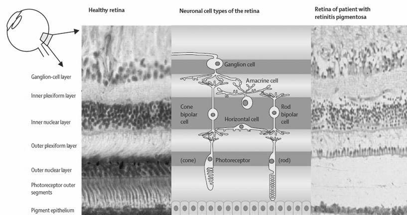 586 PUBLIC HEALTH WEEKLY REPORT, KCDC Figure 1. Structure of retina.