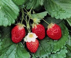 장미과열매이용 딸기채소용, 생식, 잼, 주스 비타민 C 비옥한토양을좋아하지만비료를과다하게주면성장을막음.