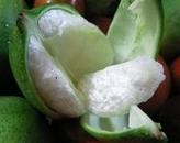 Gossypium indicum (Cotton plant)