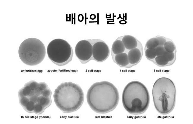143 주지현 : Stem Cell