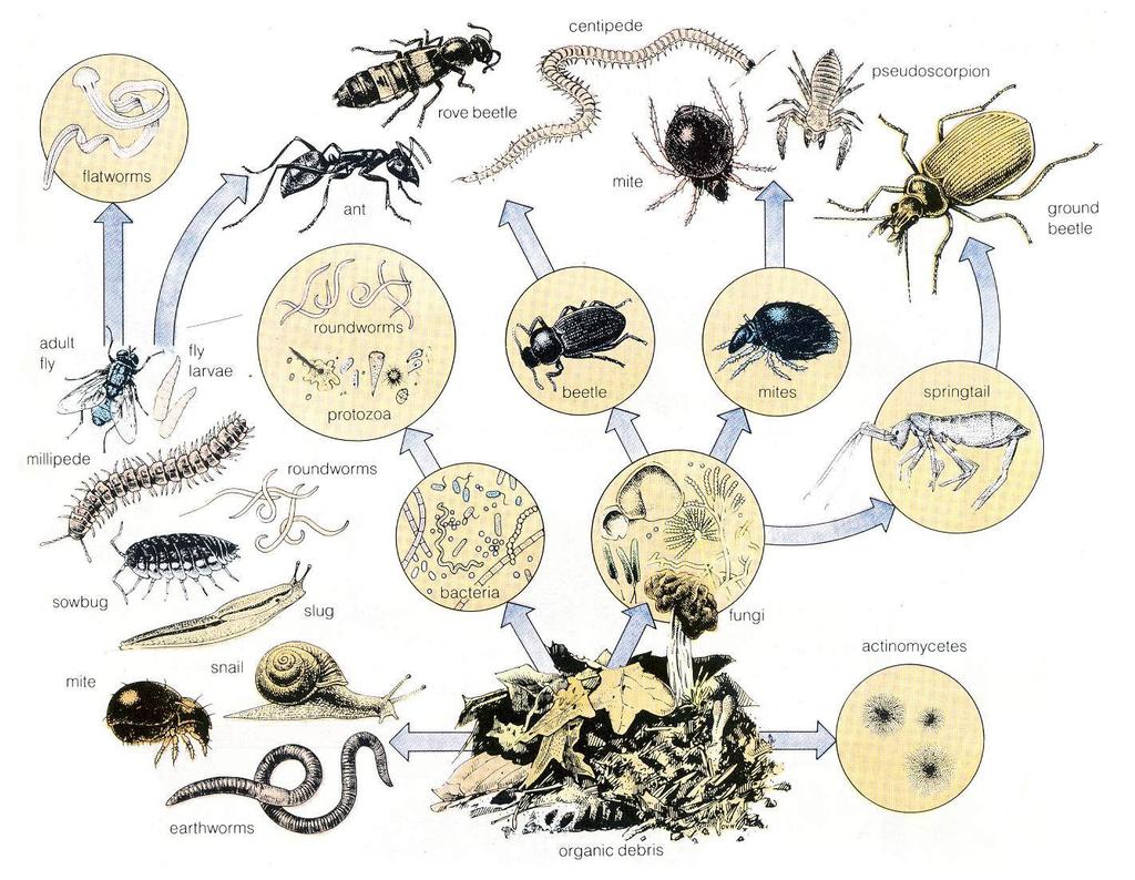 전술한바와같이토양속에는해면동물, 자포동물, 극피동물, 어류와새를제외하고거의모든중요동물군이서 식하고있다. 숫자상으로가장많은것이아메바를비롯한원생동물이고, 그다음으로선충류가평균 1Cm 깊이당 1,000~10,000 마리정도인것으로알려져있다. 곤충의대부분도토양동물이라고할수있는데많은애벌레가땅속에서 살기때문이다.
