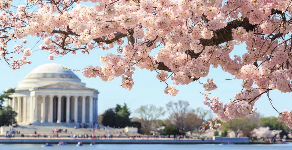 DC. (National Cherry Blossom