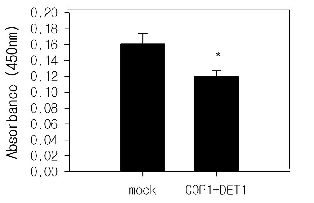 초피나무열매추출물의 COP1 및 PPAR-α 조절을통한자외선에대한피부보호효과 397 A Figure 3. Decrease of c-jun protein after overexpression of COP1 and DET1. HaCaT cells were transfected with pcdna3.1- COP1-Flag and pcdna4.