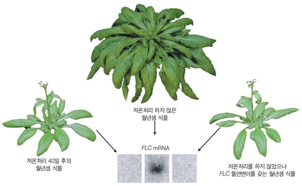 춘화처리는유전자발현의후성적변화포함 춘화처리중인식물상태 : 활발한대사, 세포분열과 DNA복제