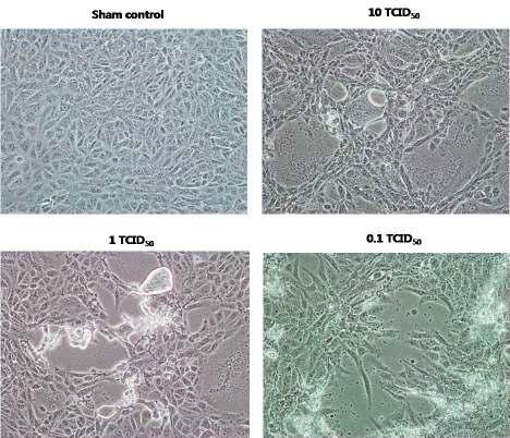 그림 76. 바이러스감염후 CPE 관찰 Indicator 세포인 Vero 세포가 seeding 된 plate 에 10, 1, 0.