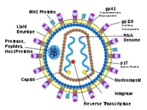 4 Real-time PCR assay for the detection of Human Immunodeficiency Virus-2 (HIV-2) in biological samples HIV-2 개요 Human immunodeficiency virus (HIV) 는바이러스분류상레트로바이러스 (Retrovirus) 과 ( 科 ) 에속하며 HIV-1과