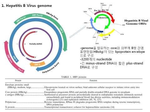 그림 49. Hepatitis B Virus (HBV) 의구조 Hepatitis B Virus 양성대조군 Standard template DNA Hepatitis B Virus의검출을위해 ATCC에서판매되는 pam6 (catalog No.