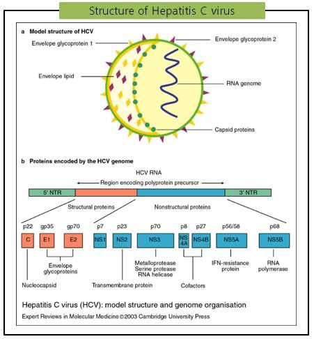 7 Real-time PCR assay for the detection of Hepatitis C Virus (HCV) in biological samples HCV 개요 Hepatitis C virus는 Flaviviridae에속하며약 9.