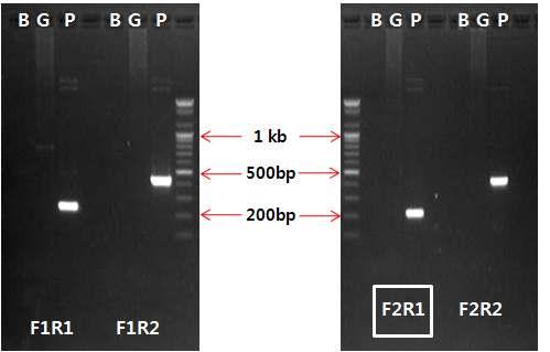 primer 별 PCR 반응재확인 ( 그림 61) 그림 61. SIV의 PCR 검출조건재확인특이적인 PCR반응조건을선정하기위해서는 PCR방법을통해 Taqman Universial PCR Master M ix(a pplied Biosystems, 4304437) 를사용하므로 annealing 조건인 60 를재분석하였다. PCR 주형으로는 0.