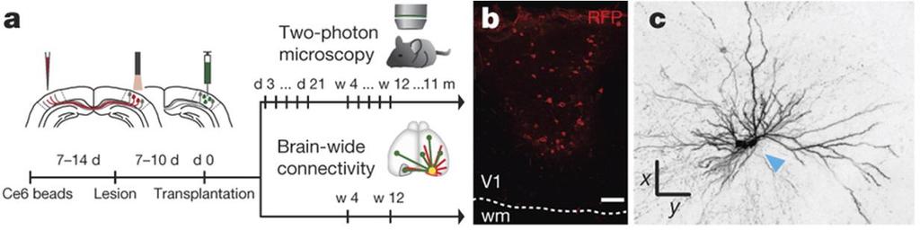 1. 이식된배아신경세포의성체신피질회로로의통합 ( 계속 ) Transplanted embryonic neurons develop pyramidal neuron morphology. a, Experimental procedures and timeline (see Methods). d, day; m, month; w, week.