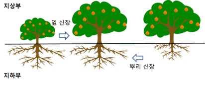 2) 뿌리와지상부의관계 지상부와지하부의이상적인비율은 1:1이다. 뿌리나잎어느한쪽이적으면적은쪽비율을맞추는방향으로나무가자라게된다. - 일반적인나무의전정에서지상부를제거하면뿌리에비하여잎이줄어들므로새로운가지나잎이신장이확대되게된다. - 지상부즉열매가너무많으면지하부뿌리가적게되므로이듬해에는뿌리발생에중점을두게되므로해거리하게되는것이다.