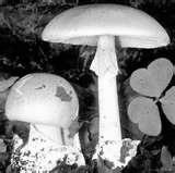 버섯중독의원인은 Amanita muscaria 에포함되어있는무스카린 (muscarine) 에의함
