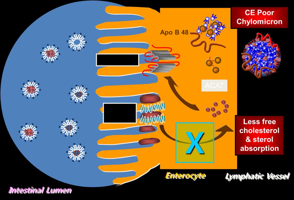 Ezetimibe :