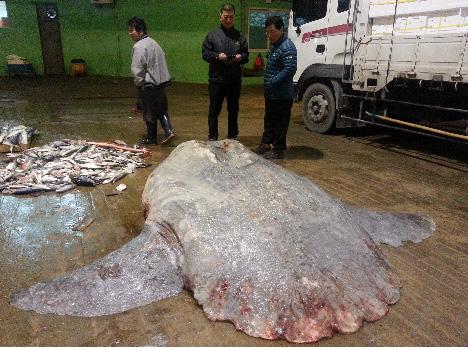 개복치성숙과산란 741 Fig. 2. Ocean sunfish Mola mola landed at Busan cooperative fish market in Busan, October 28, 2014. Total length was 250cm and caught by purse seine off Jeju island, Korea (Sample No.
